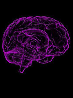 שלוש הרצאות קצרות על חקר המוח